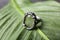 Beautiful silver ring with prehnite gemstone on leaf