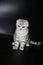 Beautiful silver Scottish fold cat