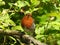 Beautiful singing robin with opened beak is sitting on light grey bare branch.