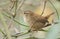 A beautiful singing Wren, Troglodytes troglodytes, perching in a thorn bush.