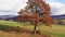 Beautiful single autumn tree filmed with circular motion