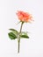 Beautiful single coral rose with green leaves on white background