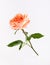 Beautiful single coral rose with green leaves on white background