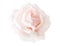 Beautiful single cream pink flower rose isolated on white background. Flowering open head of rose without leaves. Close-up rose pe