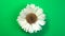 Beautiful single daisy flower fast spinning on a rotating green background.