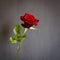 Beautiful single dark red rose