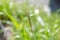 Beautiful single flower grass - Chrysopogon aciculatus or lesser spear grass in soft focus