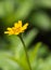 Beautiful single flower of Little Yellow Star (Melampodium divaricatum) in Tropical Forest