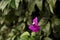 Beautiful single flower of a purple bougainvillea plant or bush with pollen filled stamens