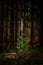 Beautiful single foxglove in a dark forest in the sunlight