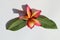 Beautiful single frangipani flower with foliage