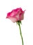 Beautiful single full bloom pink rose