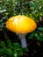 Beautiful single gemmed amanita yellow mushroom with white warts