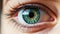 Beautiful single green eye close up. Macro image of human eye with green iris