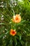 A beautiful single orange tropical flower Be-still Tree Cascabela thevetia a member of Dogbane, Family Apocynaceae