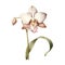 beautiful Single orchid bloom clipart illustration