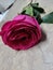 Beautiful single pink/fuscia rose