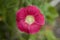 Beautiful single pink red hollyhock flower against soft background with copy space