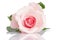 Beautiful single pink rose on a white background