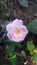 Beautiful single pinkish rose