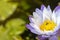 Beautiful single purple and yellow lotus with bees find honey in bright day with copy space