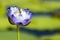 Beautiful single purple and yellow lotus with bees find honey in bright day with copy space