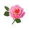 Beautiful single red rose  isolated on white background.
