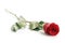 Beautiful single red rose on white background