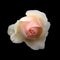 A beautiful single romantic pale pink rose with white glowing outer petals isolated on a black background