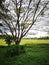 A beautiful single tree in the farm garden of paddy field with too much white cloudy.