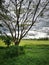 A beautiful single tree in the farm garden of paddy field with too much white cloudy.