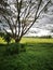 A beautiful single tree in the farm garden of paddy field with too much white cloudy.