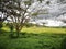 A beautiful single tree in the farm garden of paddy field with too much white cloudy.