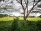 A beautiful single tree in the farm garden of paddy field with too much white cloudy.