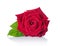 Beautiful single velvet red rose