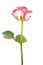 Beautiful single white-pink rose