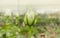 Beautiful single white rose flower in garden greenhouse in Ecuador