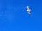 Beautiful single white seagull soaring in a bright blue sunlit sky