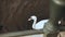 Beautiful single white swan near river embankment. 4K. Elegant wild bird in city surroundings. Close up high angle shot.