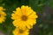 Beautiful single yellow Barbeton daisy flower