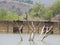 Beautiful Sir M. Visvesvaraya Dam back water near the Ghati Subramanya temple at Dobbaballapura