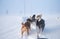 A beautiful six dog teem pulling a sled. Picture taken from sitting in the sled perspective. FUn, healthy winter sport in north.
