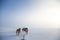 A beautiful six dog teem pulling a sled. Picture taken from sitting in the sled perspective. FUn, healthy winter sport in north.