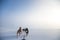 A beautiful six dog teem pulling a sled. Picture taken from sitting in the sled perspective. FUn, healthy winter sport in north.