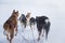 A beautiful six dog teem pulling a sled. Picture taken from sitting in the sled perspective. FUn, healthy winter sport in north.