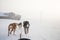 A beautiful six dog teem pulling a sled. Picture taken from sitting in the sled perspective. FUn, healthy winter sport in north.