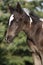 Beautiful skewbald foal in spring