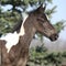 Beautiful skewbald foal in spring