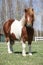 Beautiful skewbald Shetland pony standing in outdoor