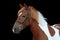 Beautiful skewbald welsh pony portrait
